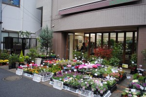 shop_flower