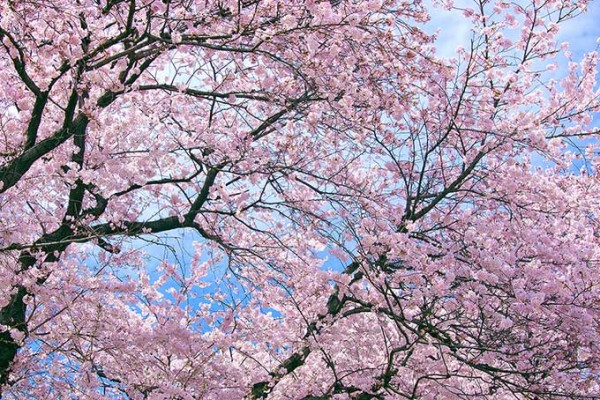 cherry-blossom_00001